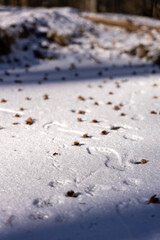 Traces in Snow: Winter Ground with Footprints and Pods