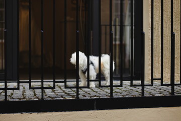 white fluffy dog, behind black metal bars, cobblestone pavement, urban setting, small dog in harness, pet behind gate, contrast focus, shallow depth of field, textured wall, peaceful city moment