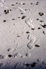 Barefoot and Bird Tracks in Fresh Winter Snow