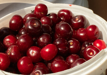 A bucket full of ripe, juicy cherries. A farmer proudly displays a bountiful harvest of ripe red cherries, overflowing from a white bucket, showcasing the vibrant colors and freshness of the fruit.