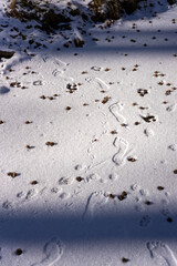 Intersecting Trails: Footprints of Human, Bird, and Animal in Snow