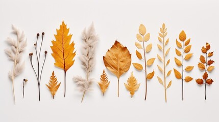  leaves and plants arrangement on a clean white surface