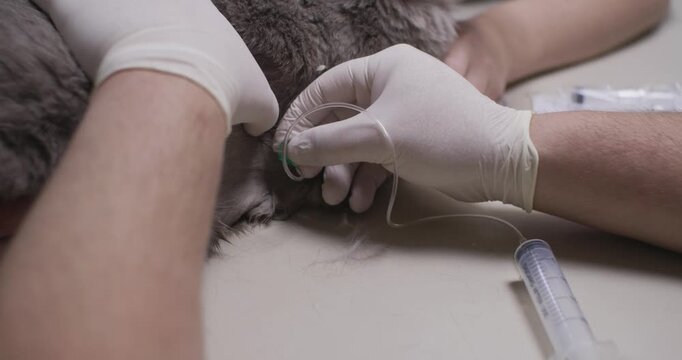 A thoracocentesis in a cat with a liquid in the chest cavity. A veterinarian and assistant, performing the thoraceenthesis procedure on a cat, removing a liquid from the chest cavity.