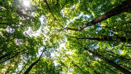 Obraz premium Upward View Through Green Forest Canopy with Sun Shining Through Leaves
