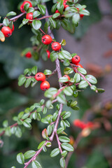 Close-up of Vibrant Red Berries on a Green Branch