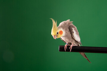 Adorable Cockatiel perched in studio, isolated on Chroma green background