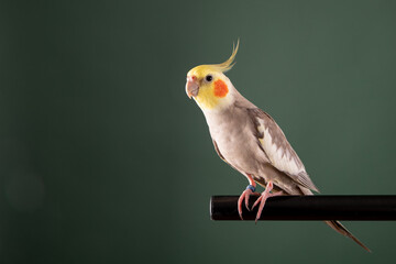 Cockatiel Parrot perched, studio close up, gray green background