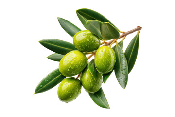 Fresh Olives On Branch With Water Drops