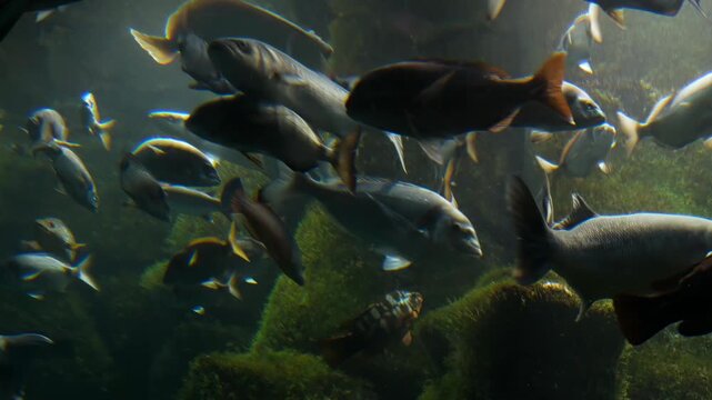 Groupers (Epinephelinae) swim alongside schools of fish of different species such as sea bream (Sparus aurata), sea bass (Dicentrarchus labrax) and mackerel (Scomber scombrus) in a saltwater aquarium