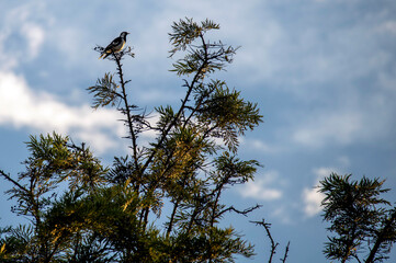 Australian Magpie - Lark (Grallina cyanoleuca) perching on a tree branch