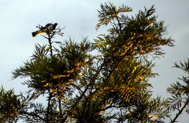 Australian Magpie - Lark (Grallina cyanoleuca) perching on a tree branch