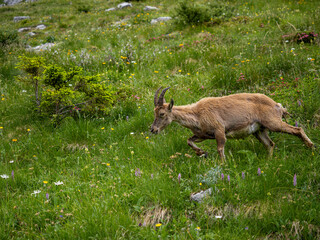 wild goat in the grass