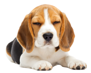 A sleepy beagle puppy resting with its eyes partially closed on a transparent background looking adorable