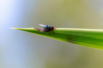 Large Greenbottle Blowfly (Chrysomya rufifacies) positioned on a plant
