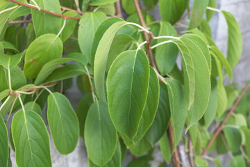 Close-Up of Kiwi Arguta Issai Green Leaves on Vine in Summer Garden