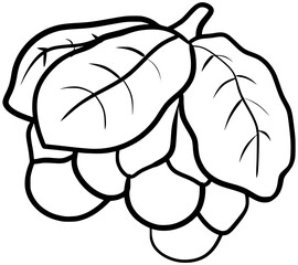 Ackee Fruit Vector Outline Line Art Drawing