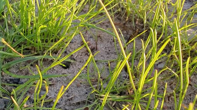 Discovering a busy hive of bees in a sunny meadow among the green grass
