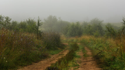 early foggy morning. rural dirt winding road with a turn through a hilly field thick with grass and...