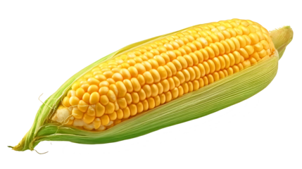 Fresh yellow corn on the cob isolated on white background
