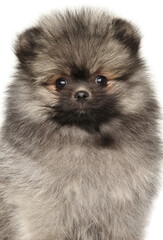 Adorable Fluffy Pomeranian Puppy With Expressive Wide Eyes