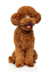 Adorable Red Toy Poodle Puppy With Happy Sitting Pose