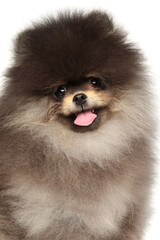 Playful Fluffy Pomeranian Puppy Smiling