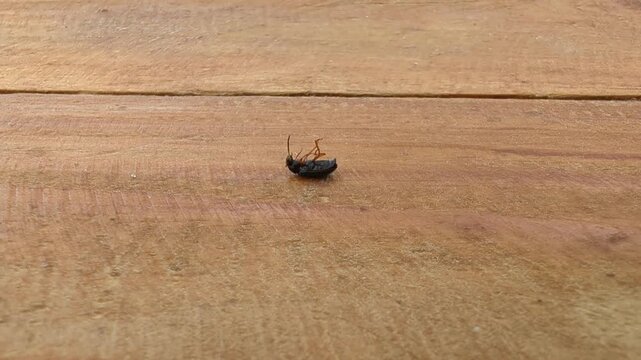 Tiny beetle explores rustic wooden surface during sunny afternoon adventure