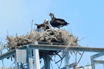 Black headed Seagulls