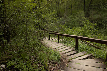 Obraz premium Wooden staircase leading downwards among green plants