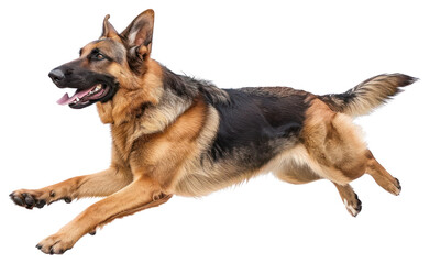 PNG Joy German Shepherd mammal animal pet.