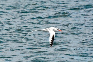 Atlantic Seabirds