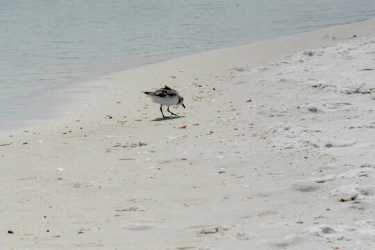 Atlantic Seabirds