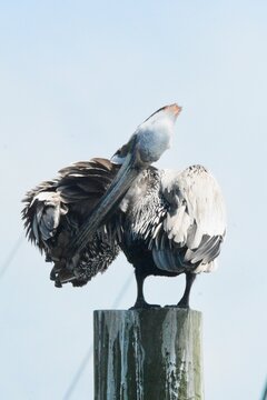 Atlantic Seabirds