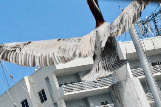 Atlantic Seabirds