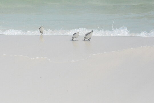 Atlantic Seabirds