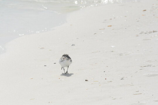 Atlantic Seabirds