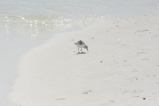 Atlantic Seabirds