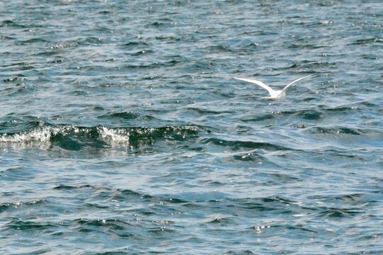 SEA Birds
