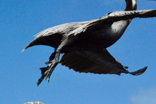 SEA Birds