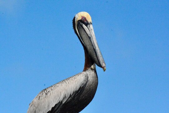 SEA Birds