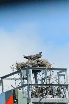 SEA Birds