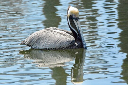 SEA Birds