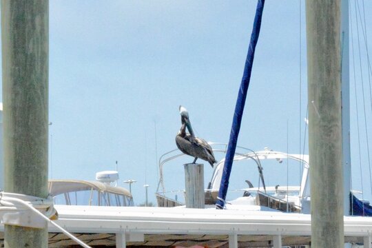 SEA Birds