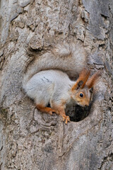 Wild Red Squirrel (Sciurus vulgaris) Perched on a Tree Branch in Its Natural Habitat