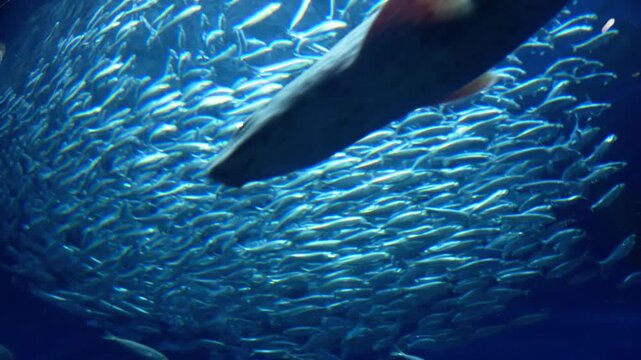 Large school of sardines (Sardina pilchardus), a common species in the waters of the Atlantic and Cantabrian Oceans, swimming together and making synchronized movements in a large saltwater aquarium