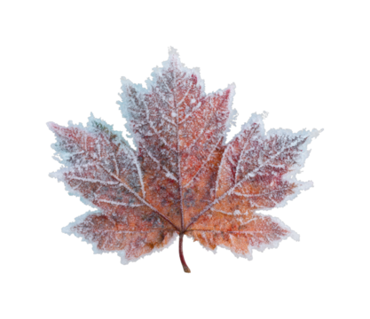 Frosty autumn leaf nature winter wonderland view isolated on transparent background, png