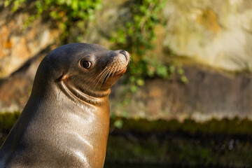 Fototapeta premium pair of California sea lions bask in sun. Zalophus californianus.