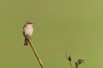 Juvenile Red-backed Shrike aka Lanius collurio perched on a branch. Common bird in Czech republic.