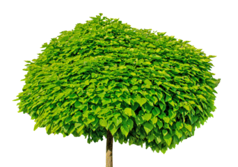 Deciduous Green Tree with a Dense crown isolate on white background with clipping path. Floral design element for cards, invitations, posters.