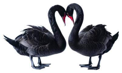 PNG Elegant black swans in love